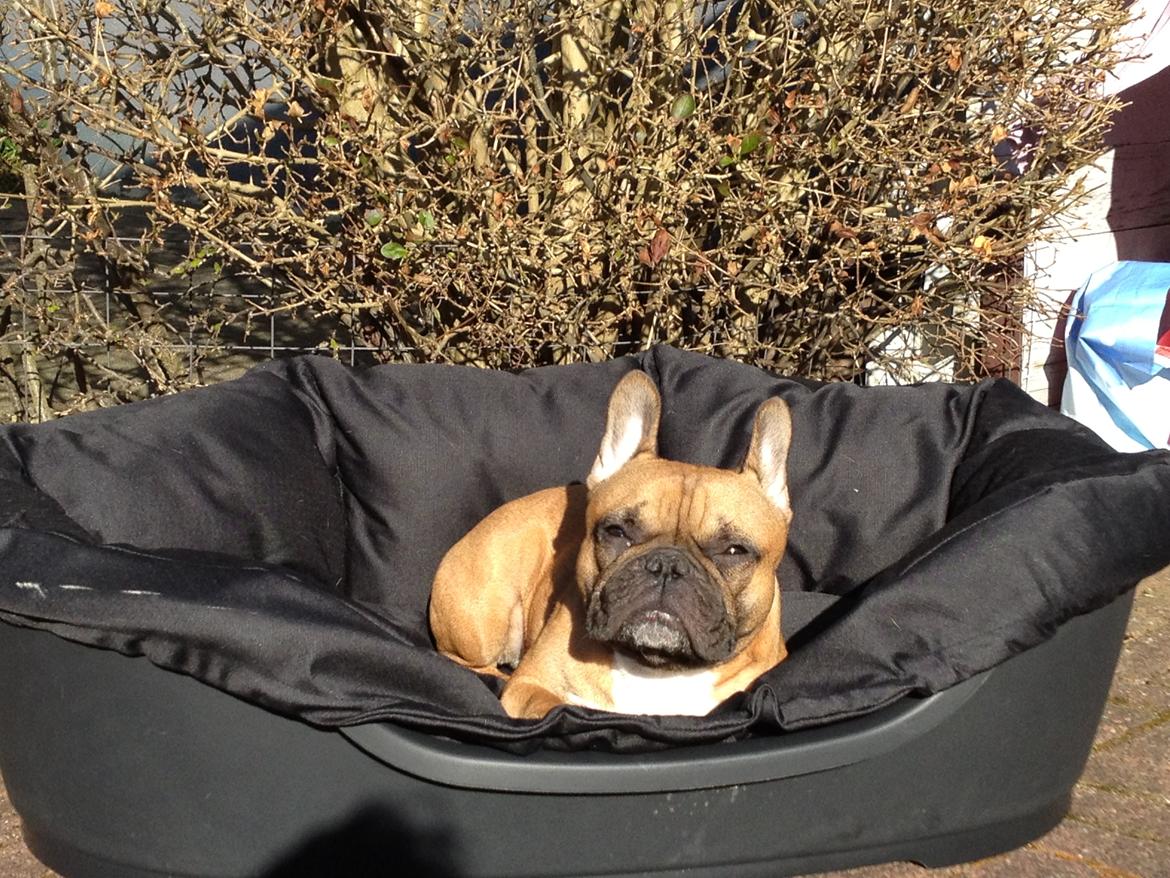Fransk bulldog Sisse - Nyder forårssolen. billede 9