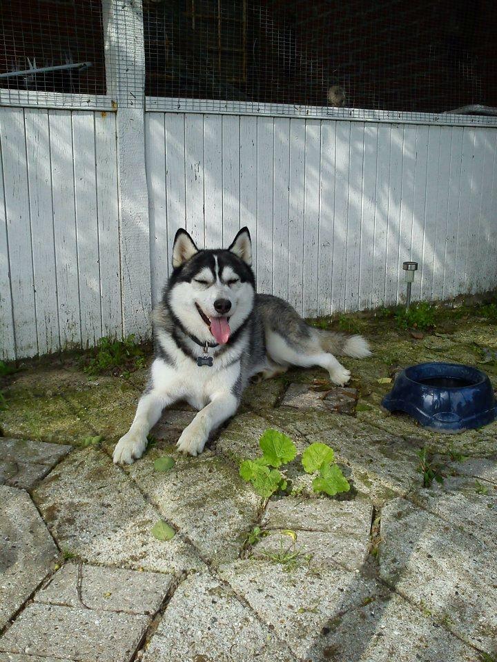Siberian husky Kenzo - 26/7-2011 -Nyder sommervarmen billede 9
