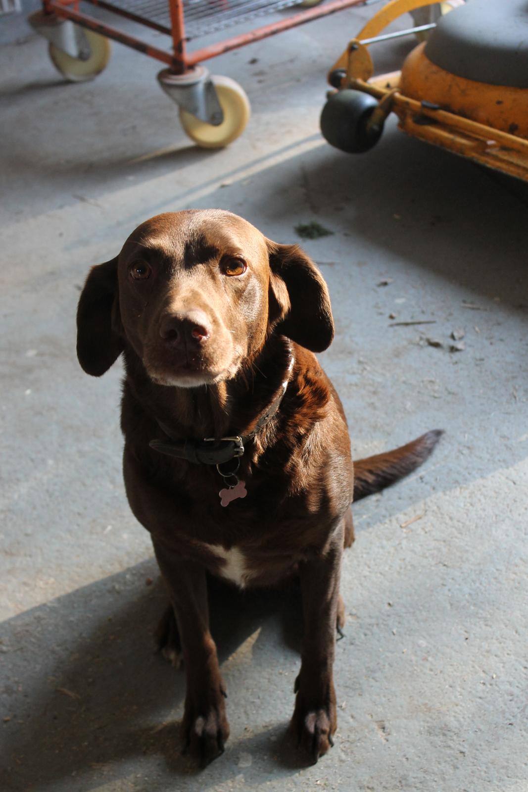 Blanding af racer Ninka - Så smuk altså! billede 3