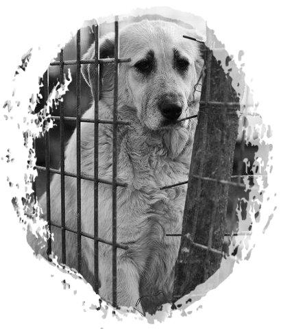 Blanding af racer Nanny B. - Nanny B. i det private shelter, Glina, i Bucharest, Rumænien billede 1