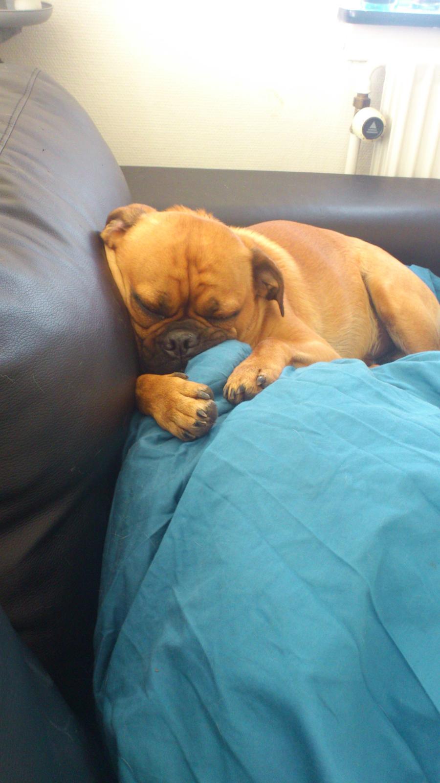 Blanding af racer Anton - Min putte-gris billede 2