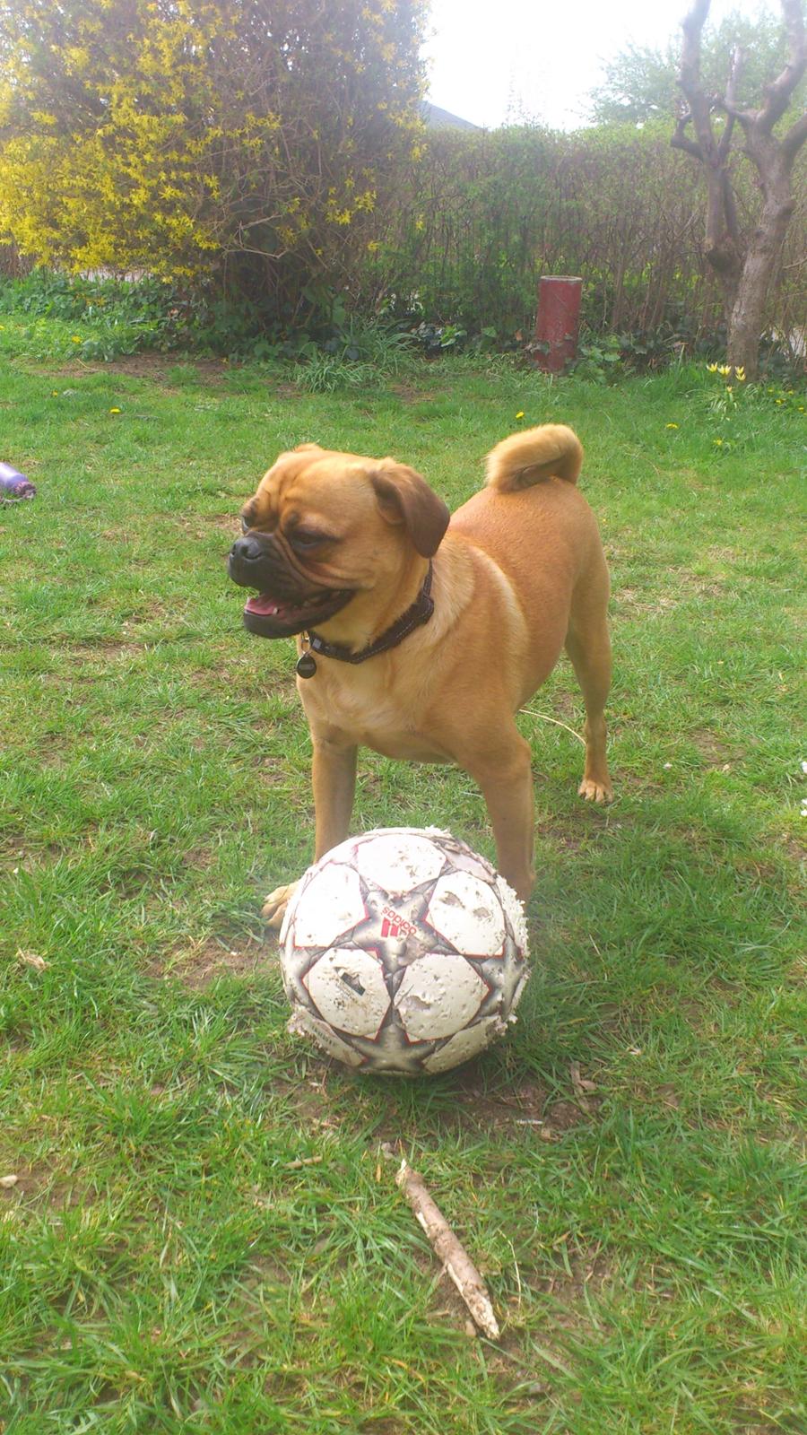 Blanding af racer Anton - Anton med sin yndlingsbold billede 3