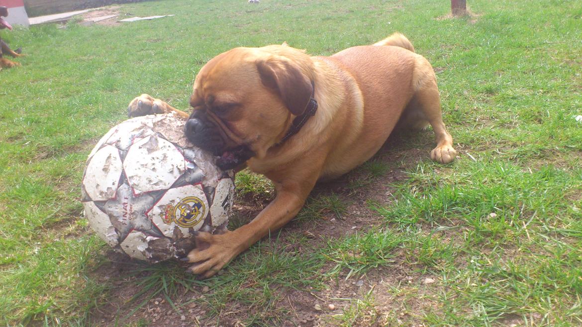 Blanding af racer Anton - gnask! billede 4