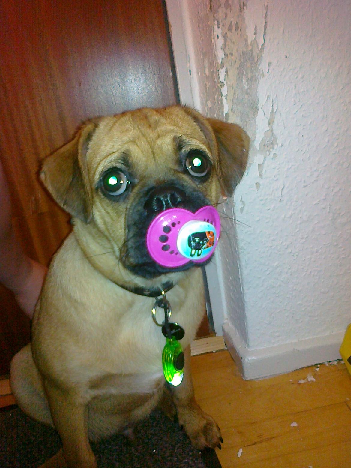 Blanding af racer Anton - Anton ca 5 mdr. billede 5