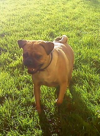 Blanding af racer Anton - Jeg elsker at løbe og lege billede 6