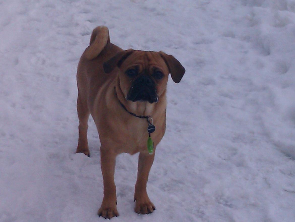 Blanding af racer Anton - Sne er sjovt! billede 7