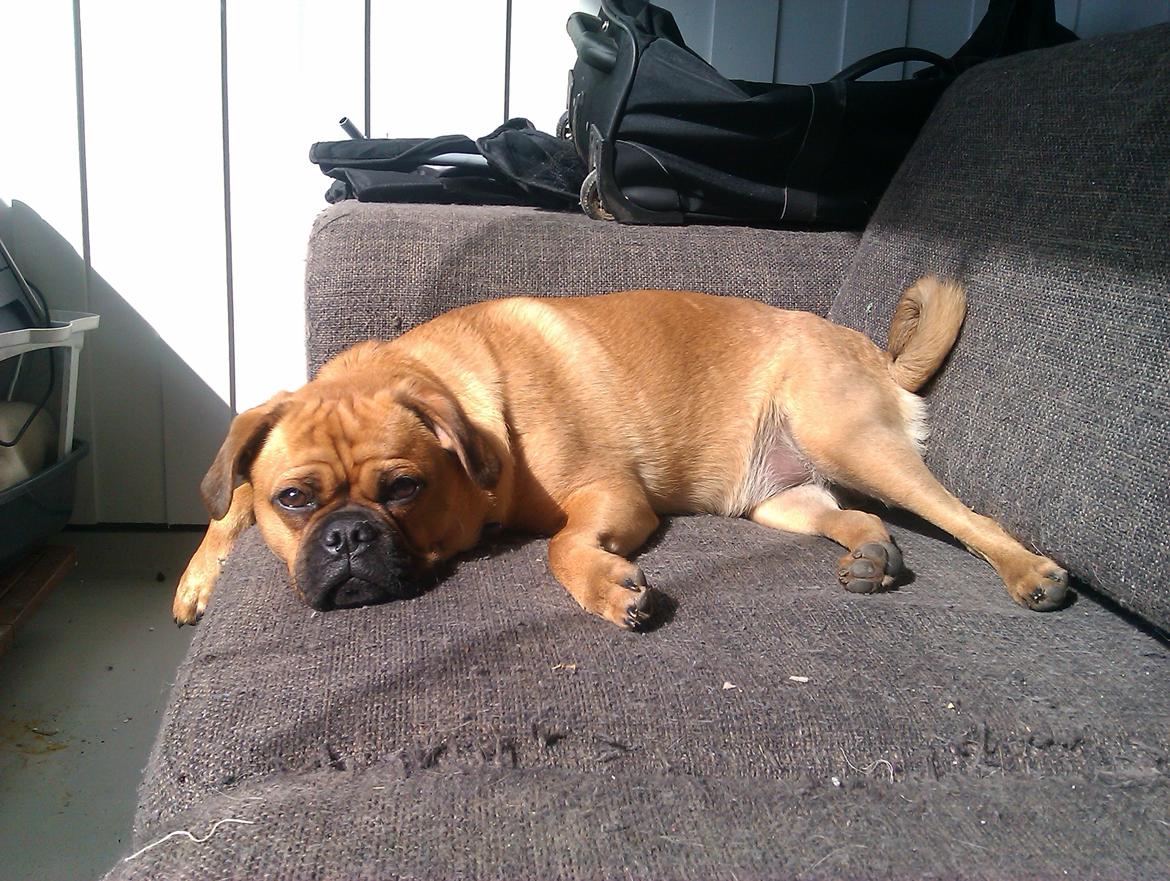 Blanding af racer Anton - AH! En solstribe og en gammel sofa -det er livet billede 11