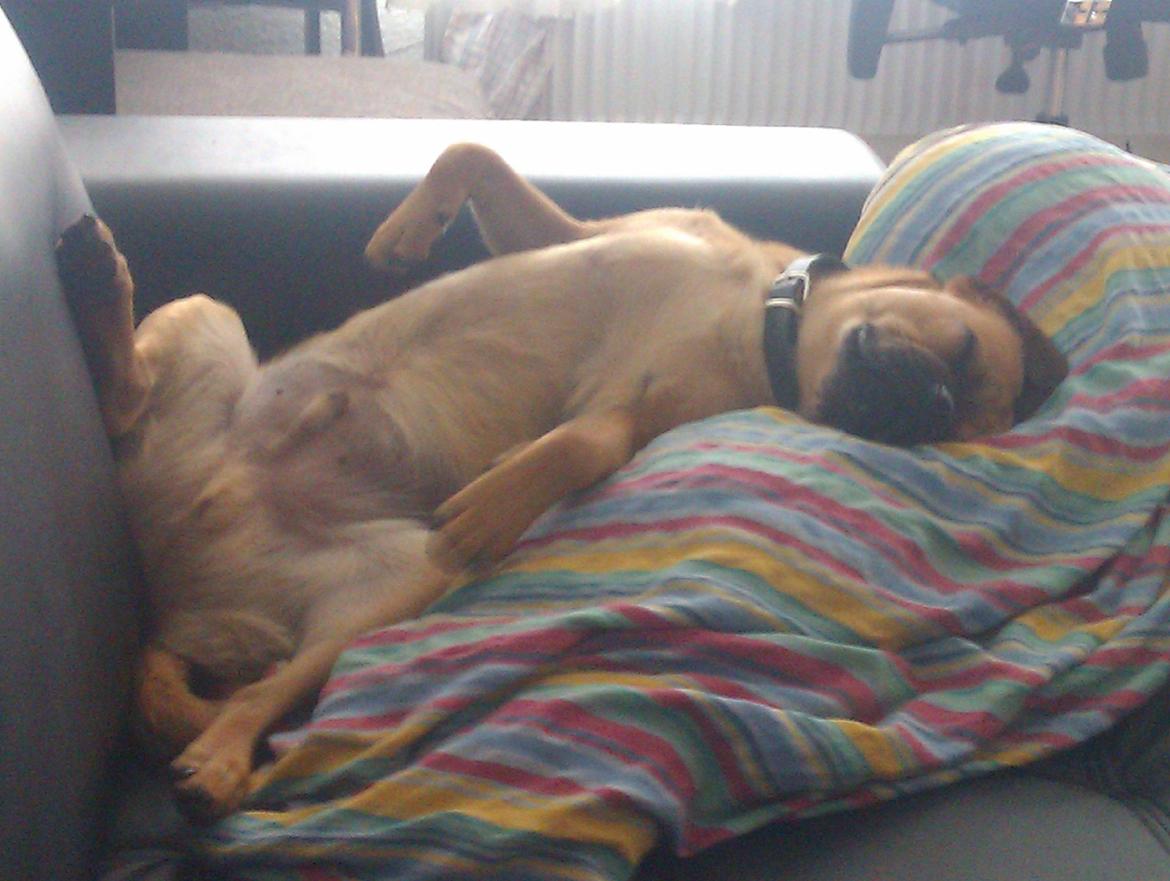 Blanding af racer Anton - SNORK! billede 12