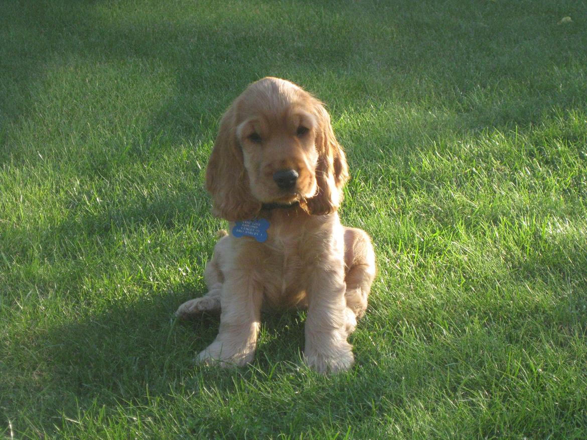 Cocker spaniel Walther billede 6