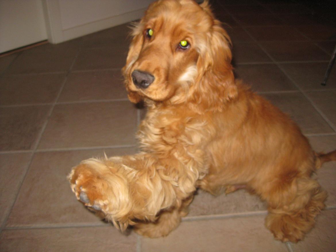Cocker spaniel Walther - Masser af hvalpepels :) billede 11