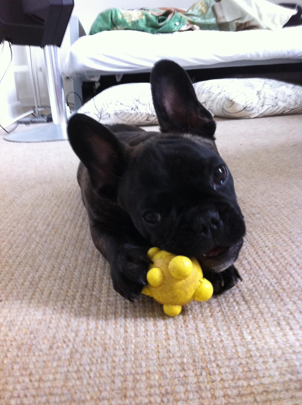 Fransk bulldog Wiufgaard´s Cléo billede 13