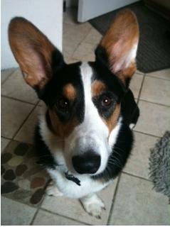 Welsh corgi cardigan charlie  billede 9