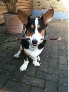 Welsh corgi cardigan charlie  billede 10