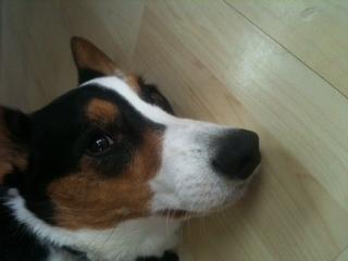 Welsh corgi cardigan charlie  billede 11