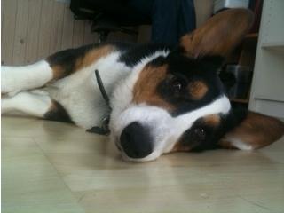 Welsh corgi cardigan charlie  billede 12