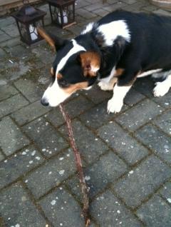 Welsh corgi cardigan charlie  billede 13