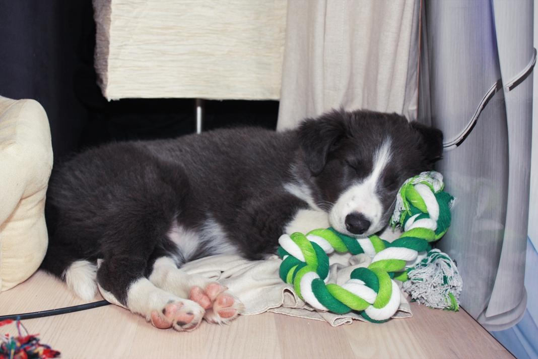 Border collie Aimee billede 32
