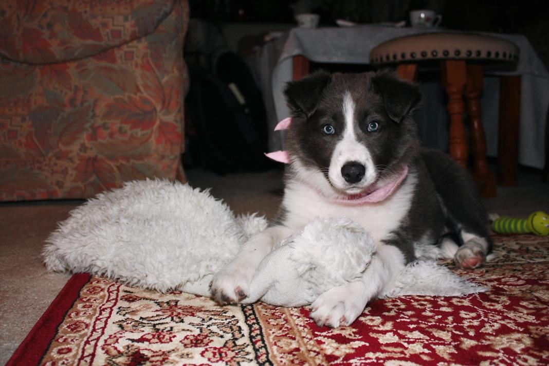 Border collie Aimee billede 28
