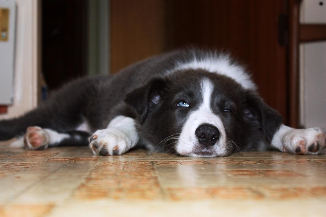 Border collie Aimee - Puha, det er hårdt at være til bisættelse billede 27