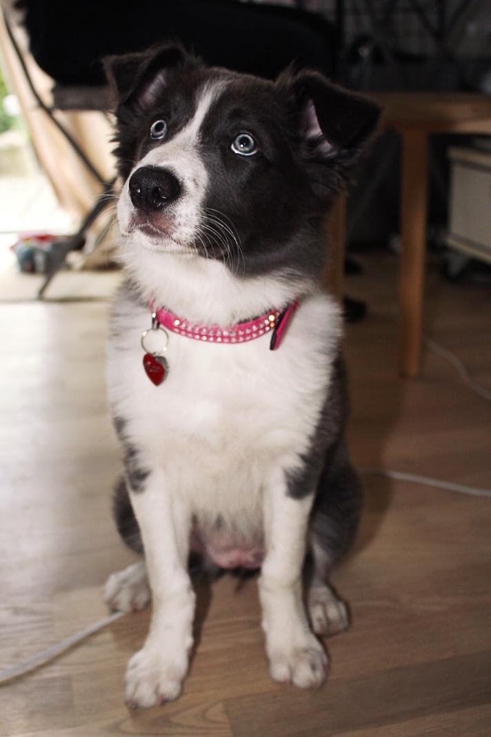 Border collie Aimee - Sitte kan da også lige klares billede 24