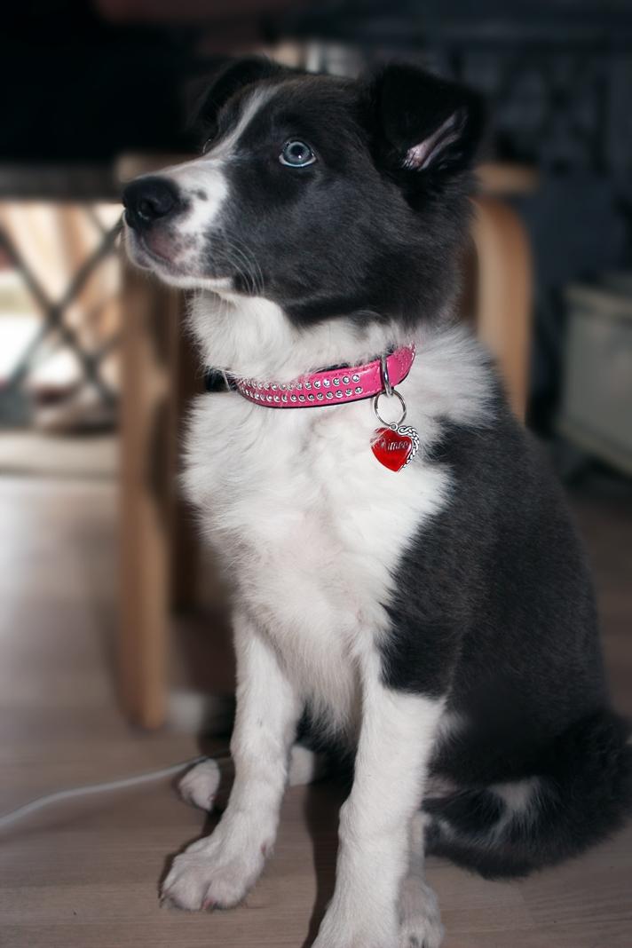 Border collie Aimee - .. Kom såå godbid billede 25