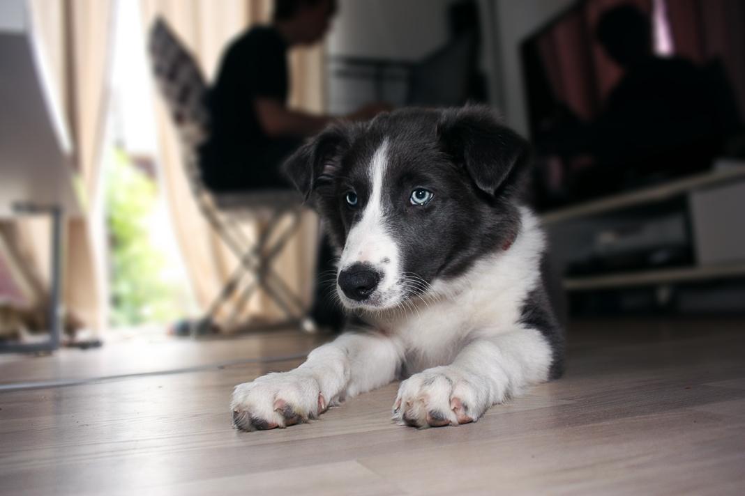 Border collie Aimee billede 26