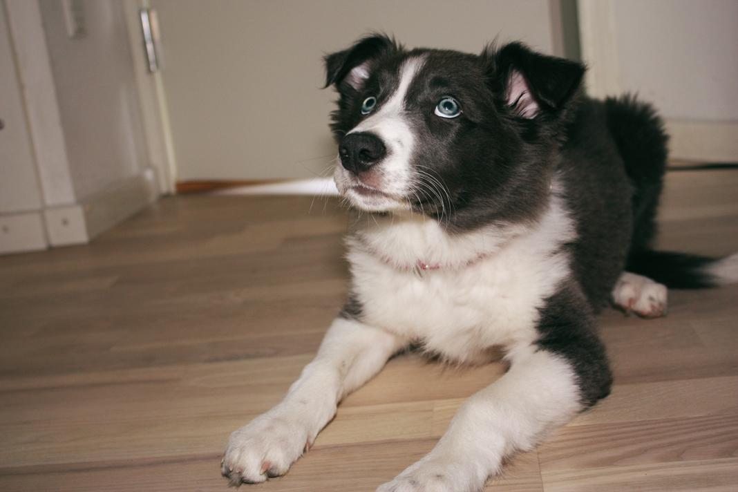 Border collie Aimee - Så er vi ved at lære kommandoen "Dæk", og en godbid må gerne falde ned på gulvet billede 23