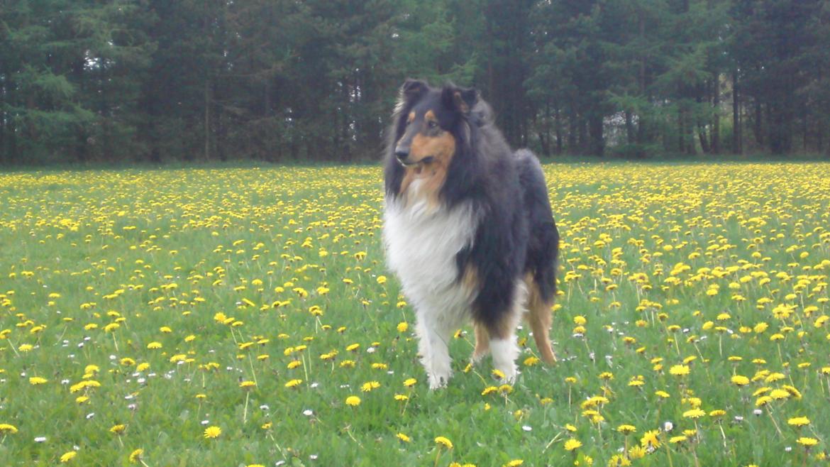 Collie langhåret Baloo billede 19