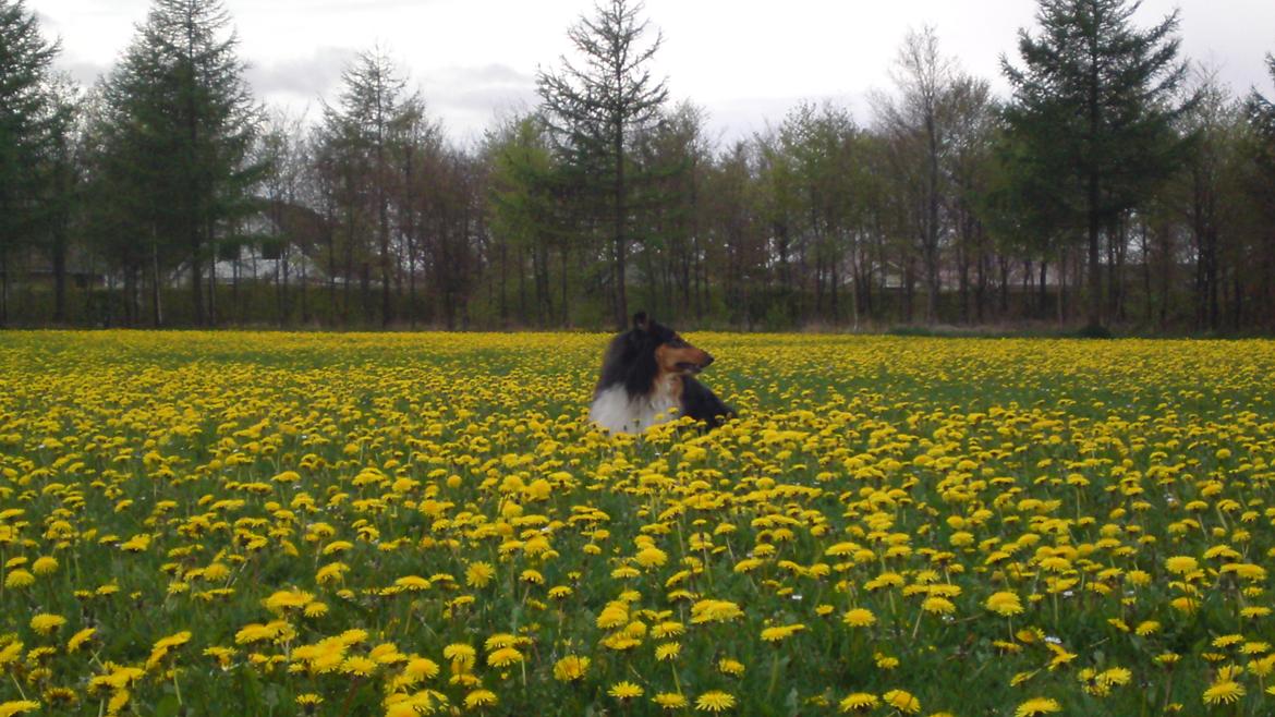 Collie langhåret Baloo billede 20