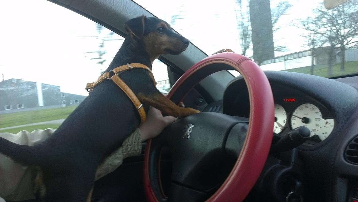 Blanding af racer Samson *FlamBamse* - .Samson kører bil :) billede 14