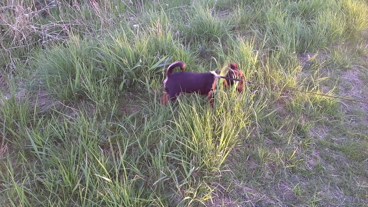 Blanding af racer Samson *FlamBamse* - .Samson på vej ned til Fuglsangsø :) billede 15