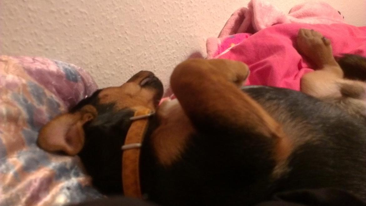 Blanding af racer Samson *FlamBamse* - .Flambamse sover i min seng :) billede 16