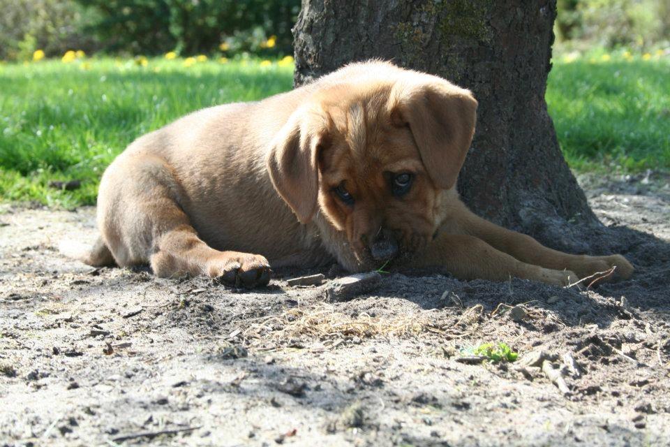 Blanding af racer Yoshi - "Jeg har ikke pruttet" billede 7