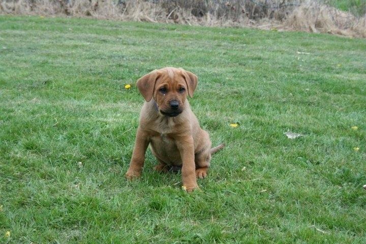 Blanding af racer Yoshi billede 14