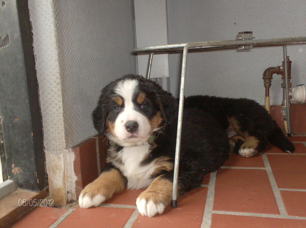 Berner sennenhund Cleo - Cleo 7 uger billede 13