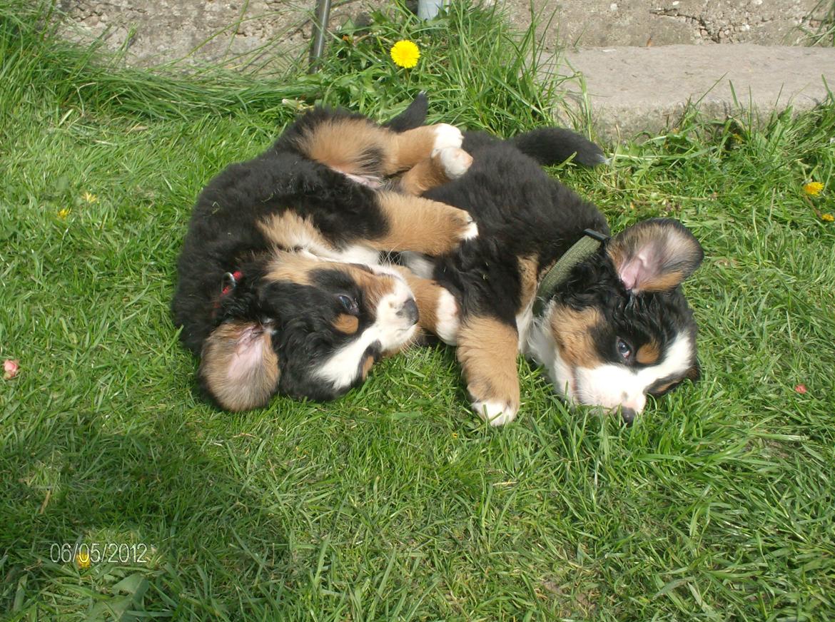 Berner sennenhund Cleo - Cleo 7 uger <3 med det grønne halsbånd  billede 14