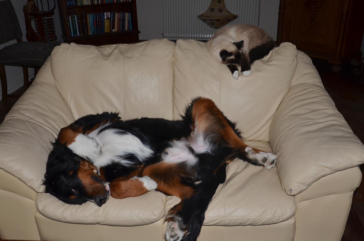 Berner sennenhund Bernerflokken Basil - Hvis man tror, man skal ligge på langs på sofaen her i huset, kan man godt glemme det - den er optaget!! *GG* billede 15