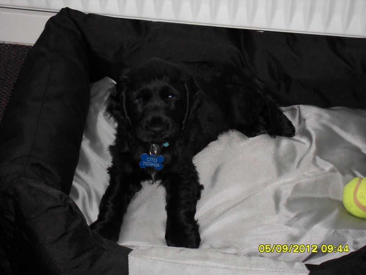 Cocker spaniel Højbjerg Euphorbiastjerne Cito - Hej jeg hedder Cito... 
Håber i skriver nogen søde hilsner til mig og min ejer billede 2
