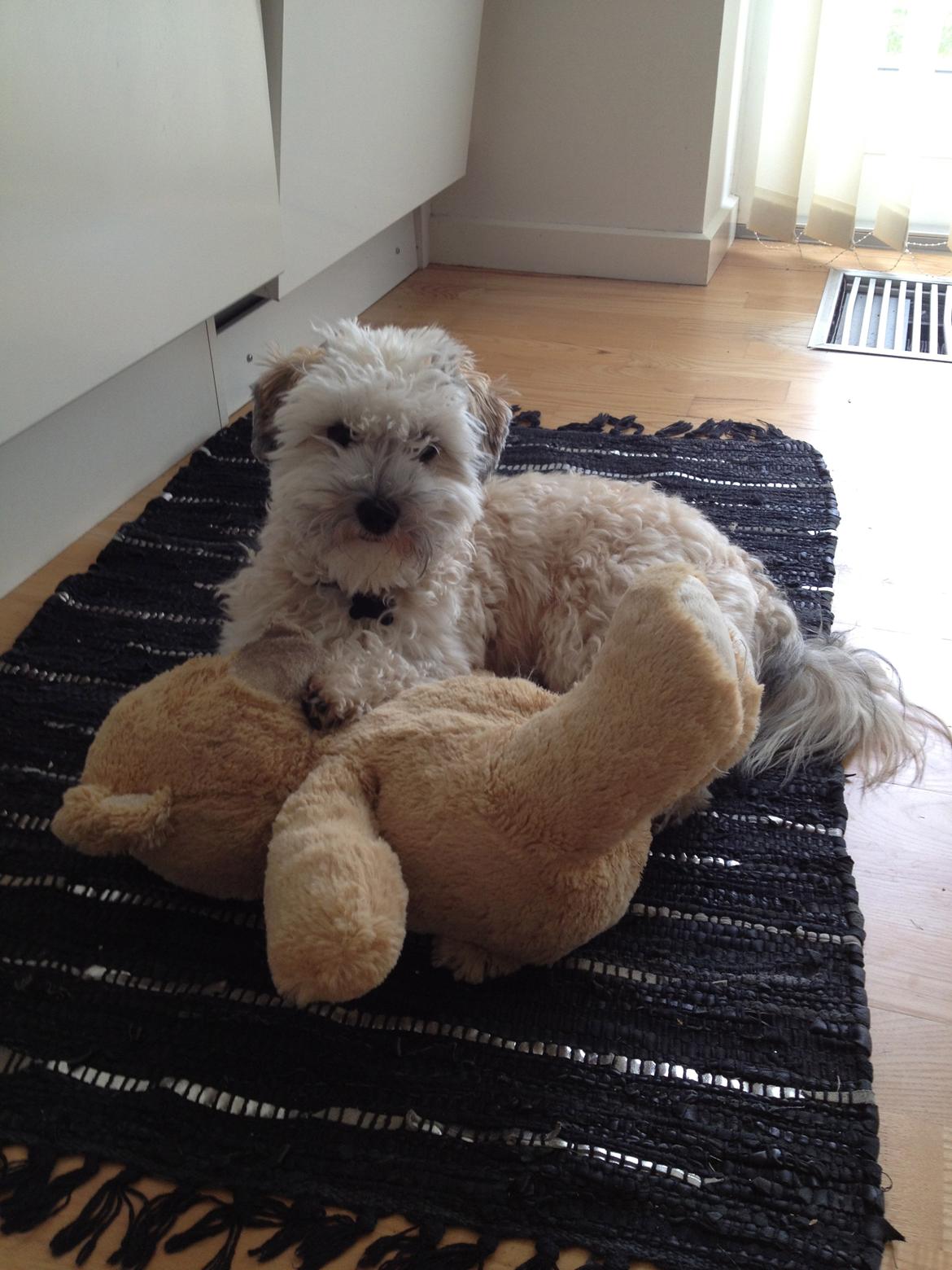 Blanding af racer Malteser/toypuddel PEANUT - Jeg eeeelsker min bamse billede 11