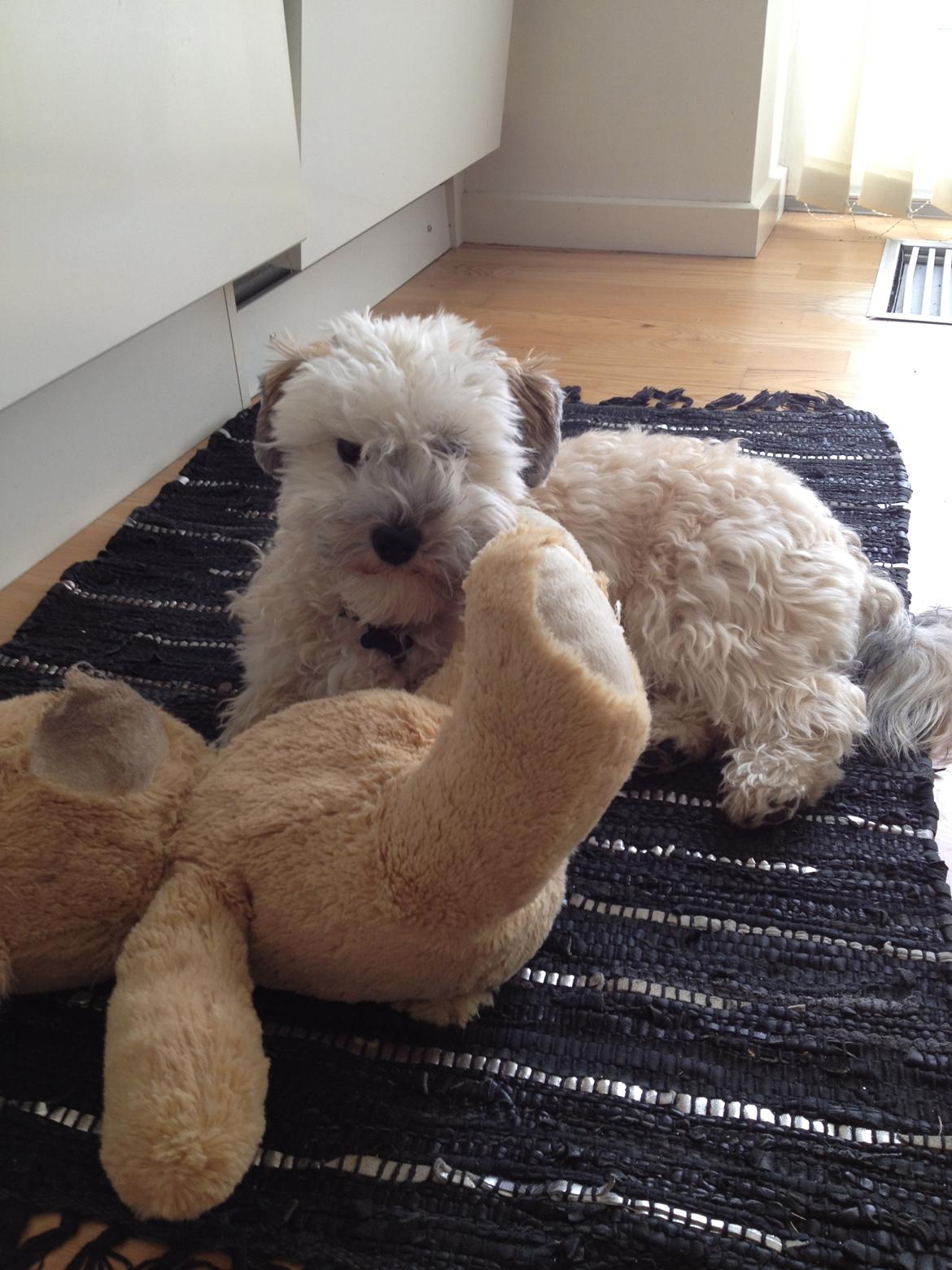 Blanding af racer Malteser/toypuddel PEANUT - Min bamse som jeg bider i stykker og min moar syr sammen, sjov leg :-) billede 13