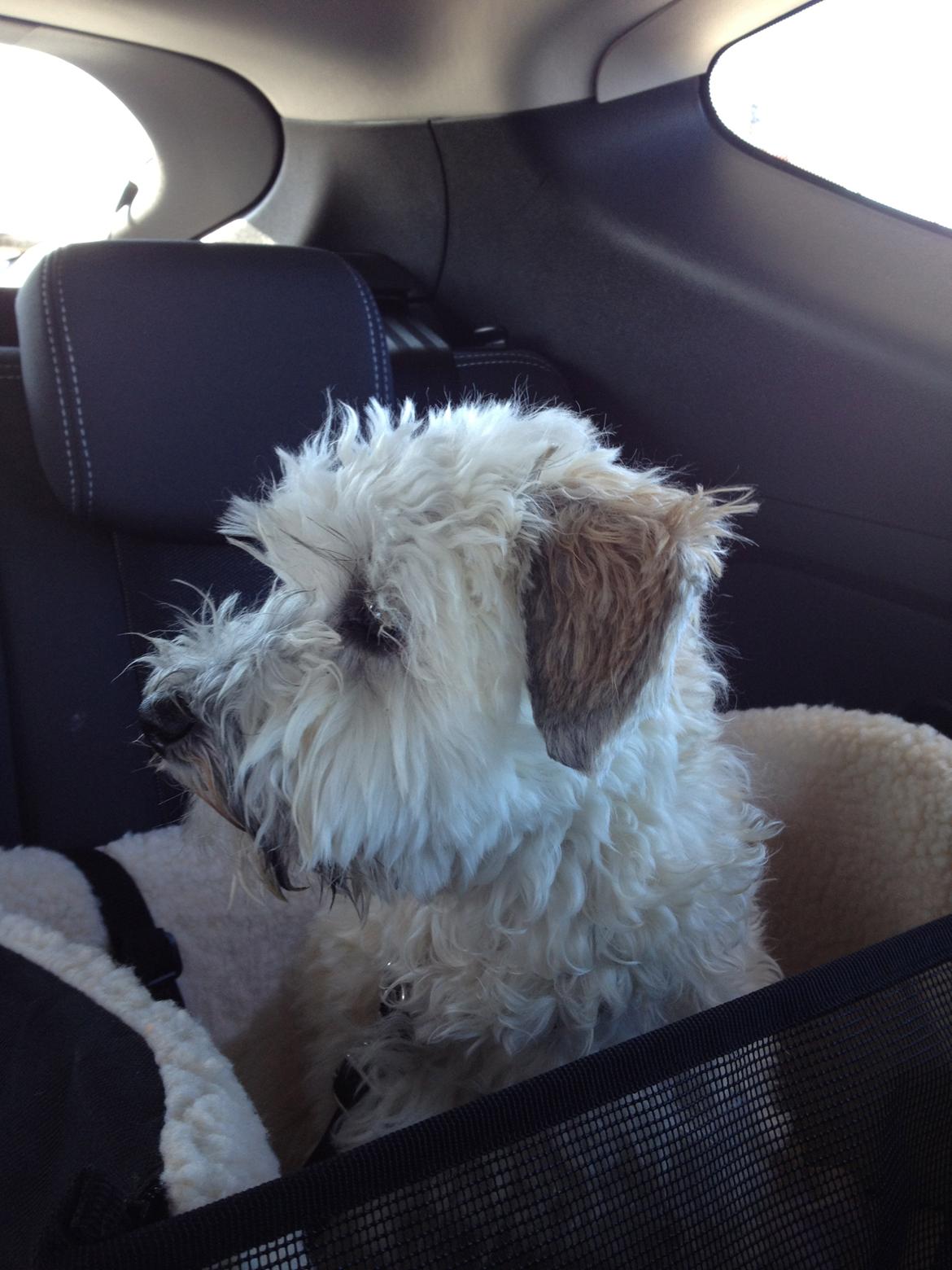 Blanding af racer Malteser/toypuddel PEANUT - I min bil stol billede 14
