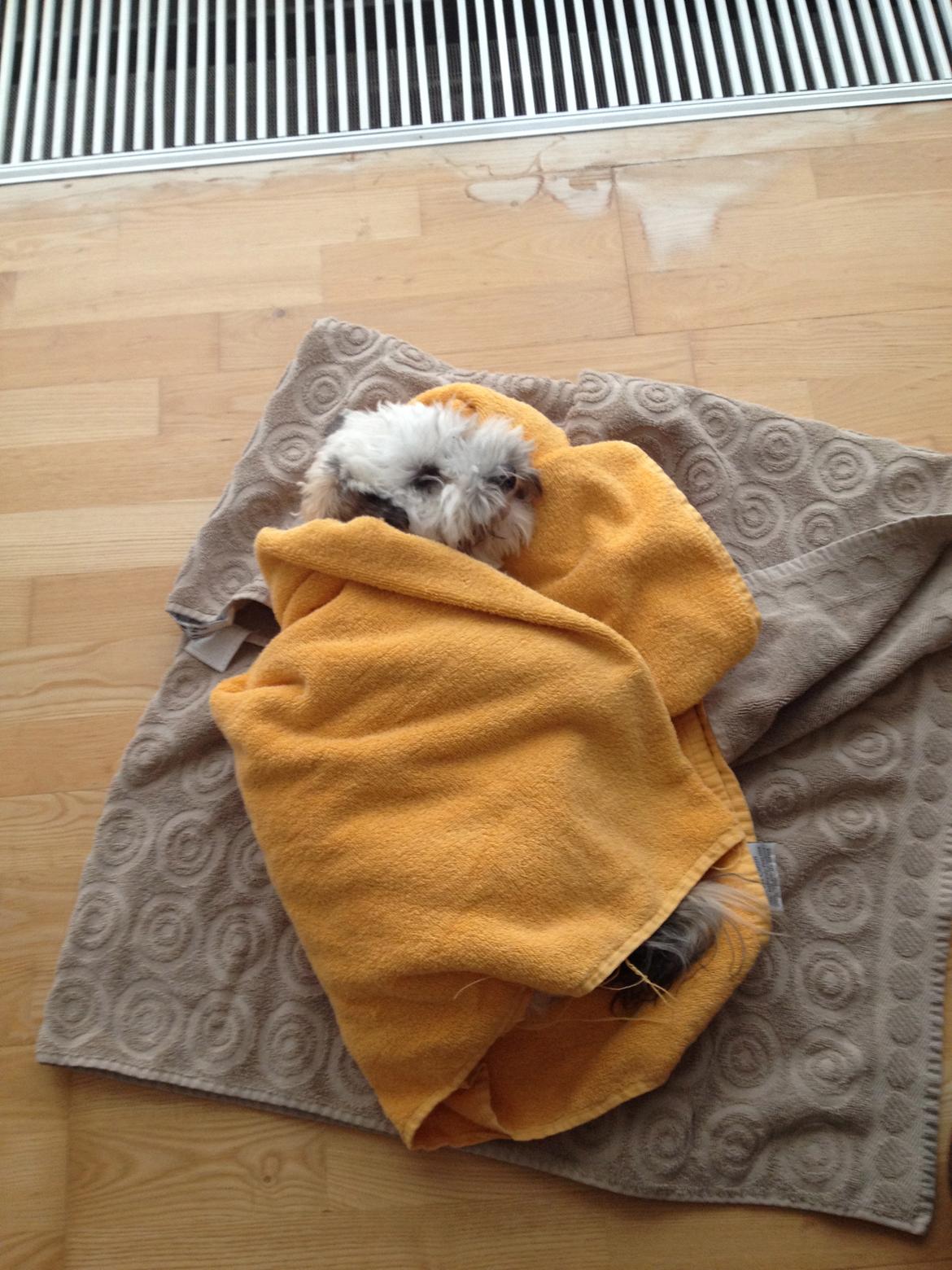 Blanding af racer Malteser/toypuddel PEANUT - Øv stakkels mig har fået fjernet 4 mælketænder billede 16