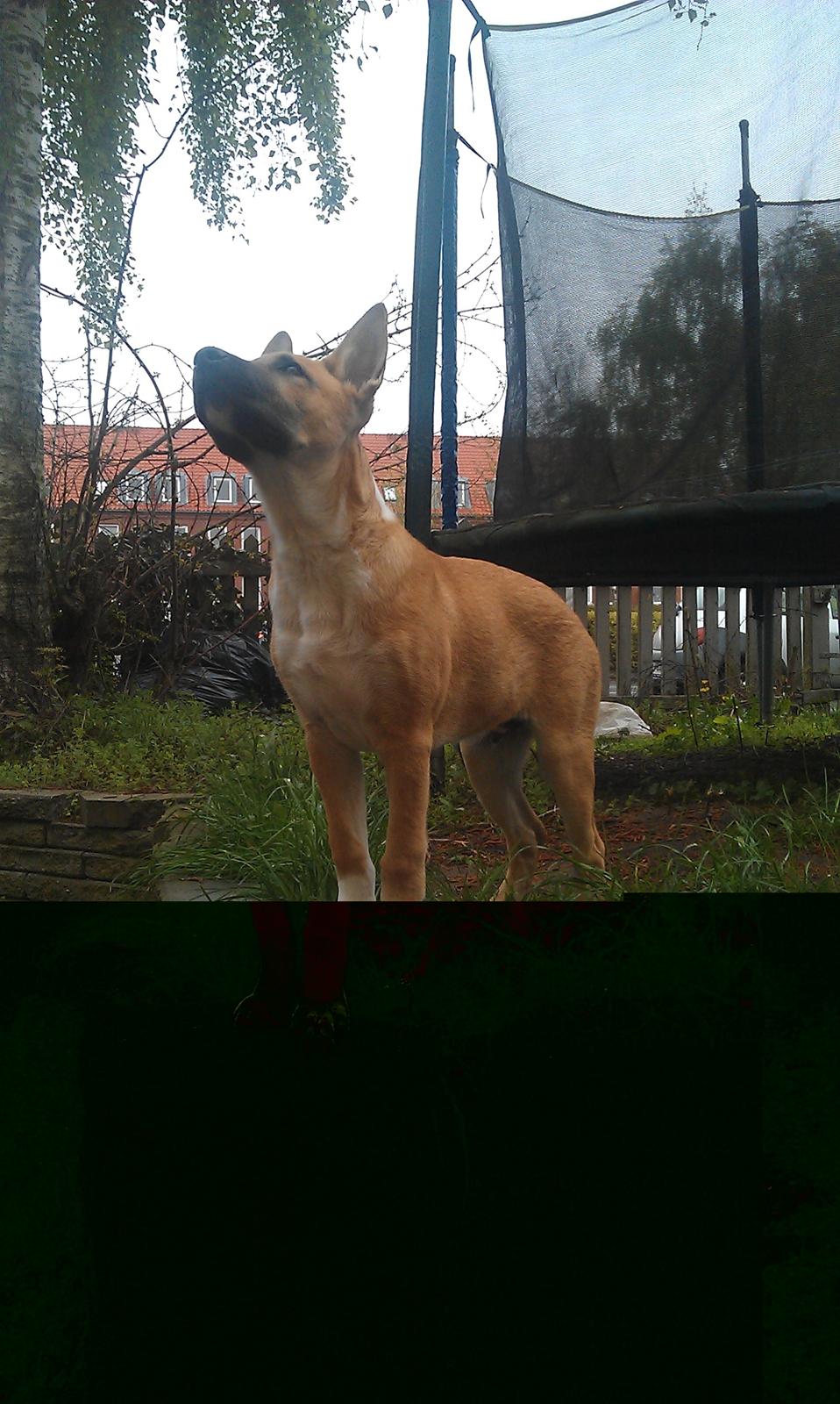 Blanding af racer oskar billede 9