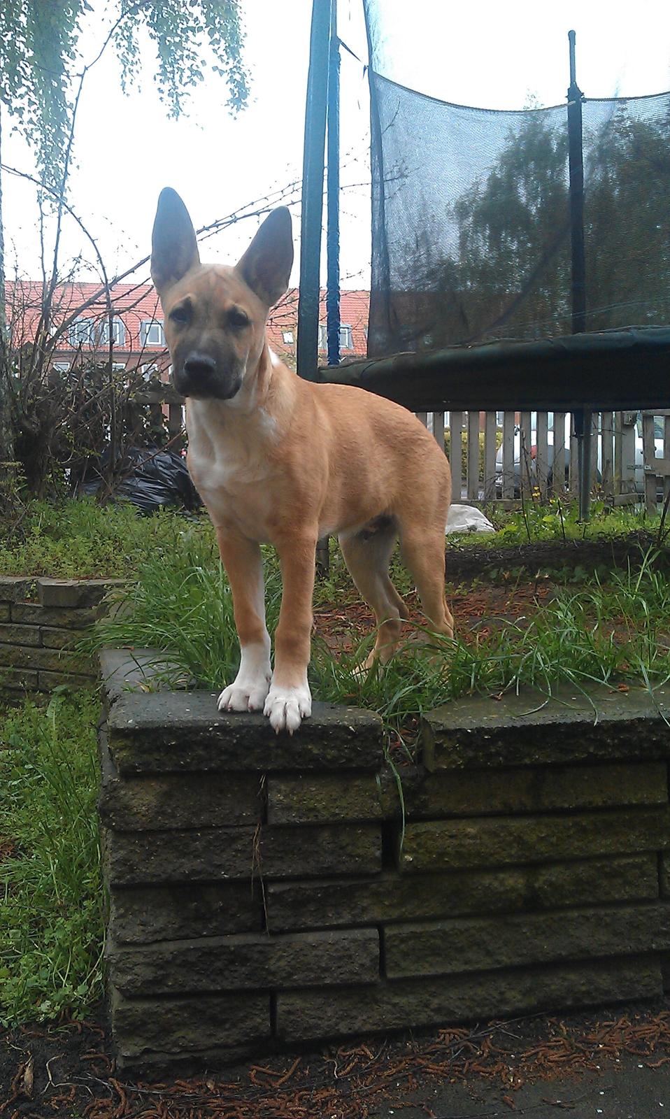 Blanding af racer oskar billede 10