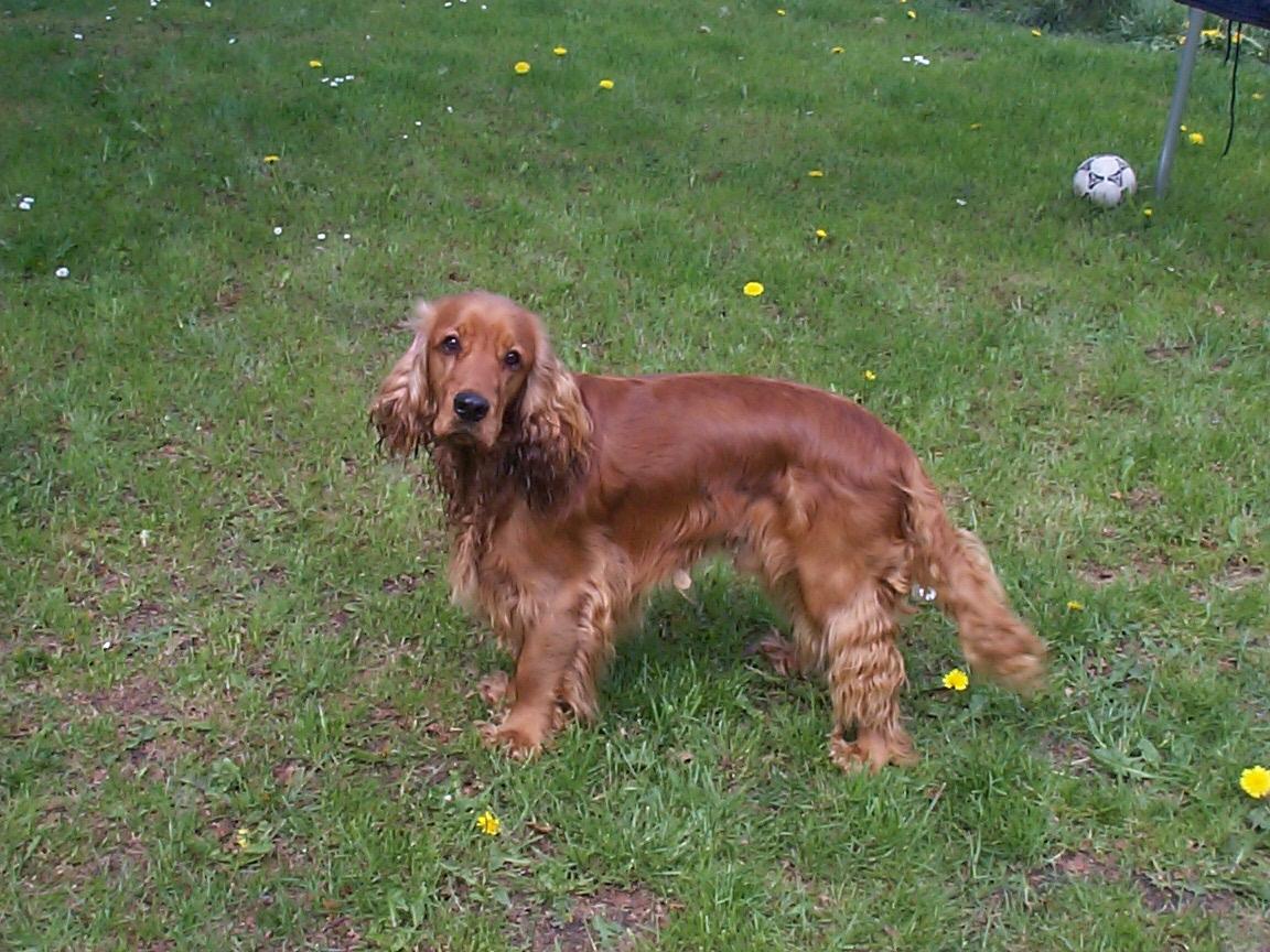 Cocker spaniel Charlie - Her kan man måske ane at han er lidt større end andre cocker's billede 16