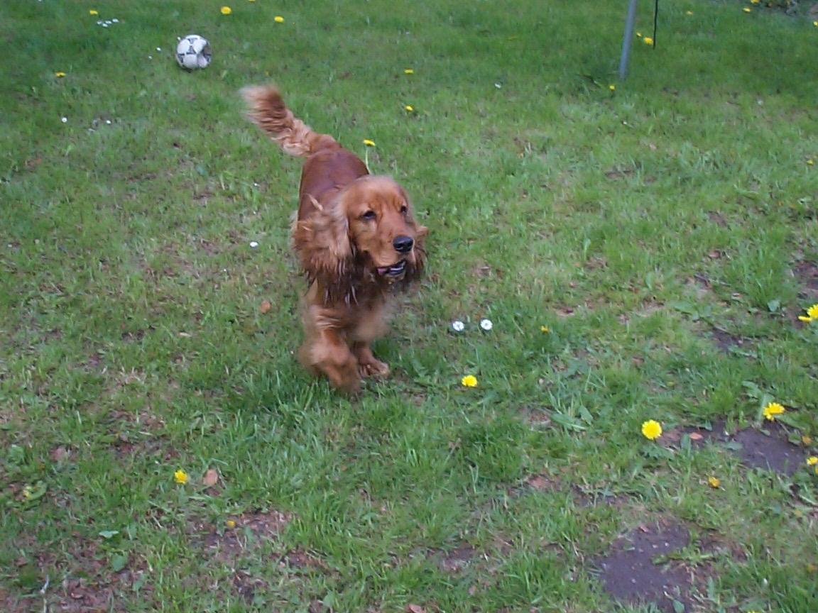 Cocker spaniel Charlie - Han løber tit med tungen hængende ud til siden billede 17