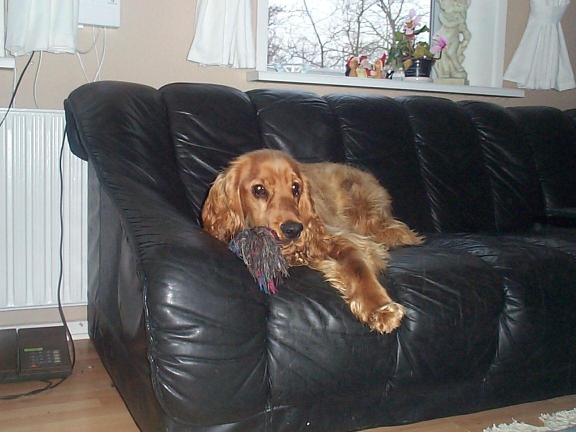 Cocker spaniel Charlie billede 19