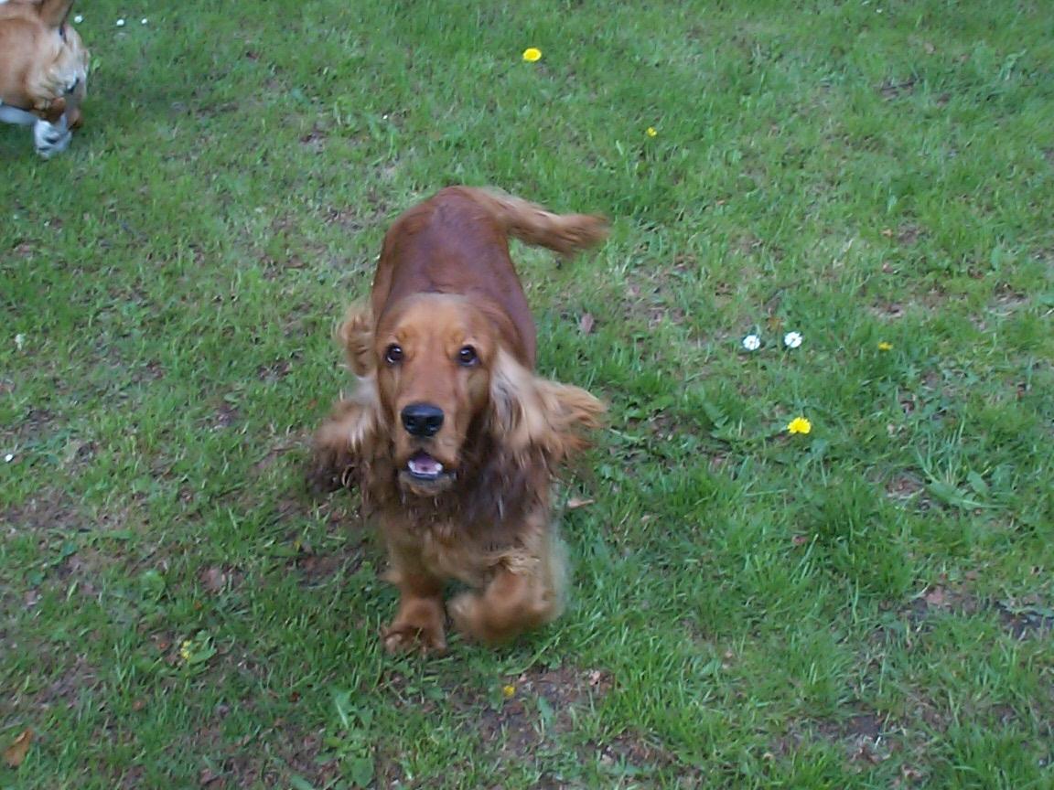 Cocker spaniel Charlie - Men han bevæger sig nu ret fint :-) billede 18
