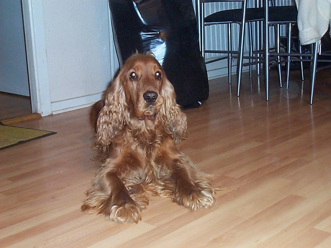 Cocker spaniel Charlie - Af og til sidder min mund lidt på skrå, fordi jeg bider mig selv i læben :-) billede 20