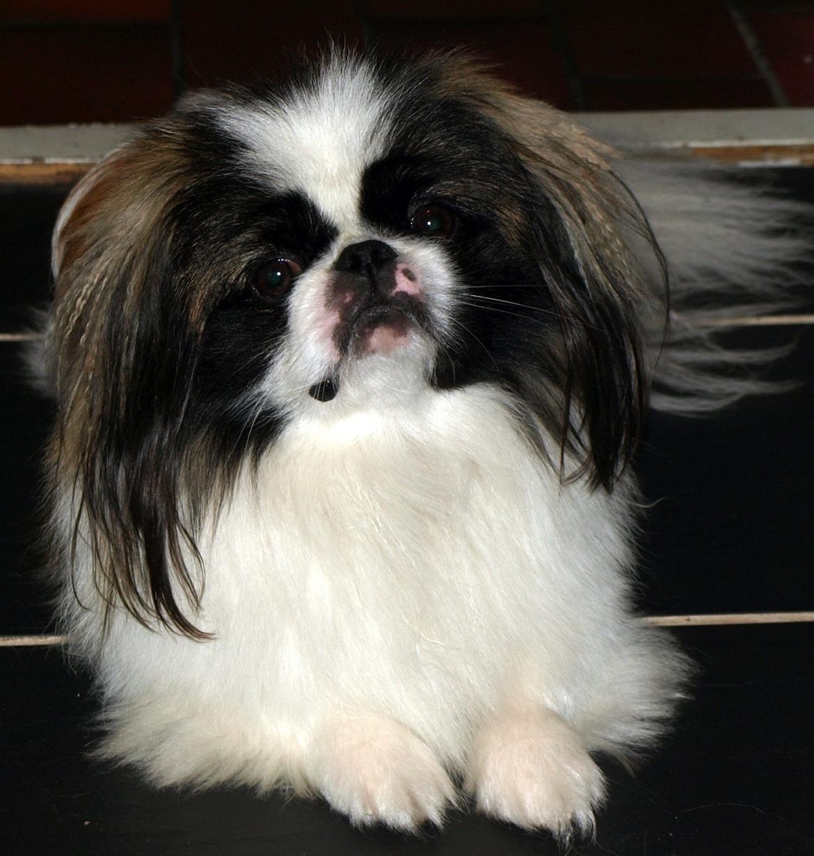 Pekingeser Morgan - Morgan - påsken 2012 billede 1